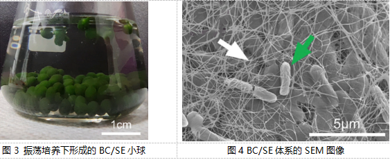 【科技】共生新模式:細(xì)菌纖維素與藍(lán)藻聯(lián)手“洗凈”水污染——武漢理工大學(xué)生命科學(xué)學(xué)院最新研究成果解讀(圖2) 【科技】共生新模式:細(xì)菌纖維素與藍(lán)藻聯(lián)手“洗凈”水污染——武漢理工大學(xué)生命科學(xué)學(xué)院最新研究成果解讀(圖2)