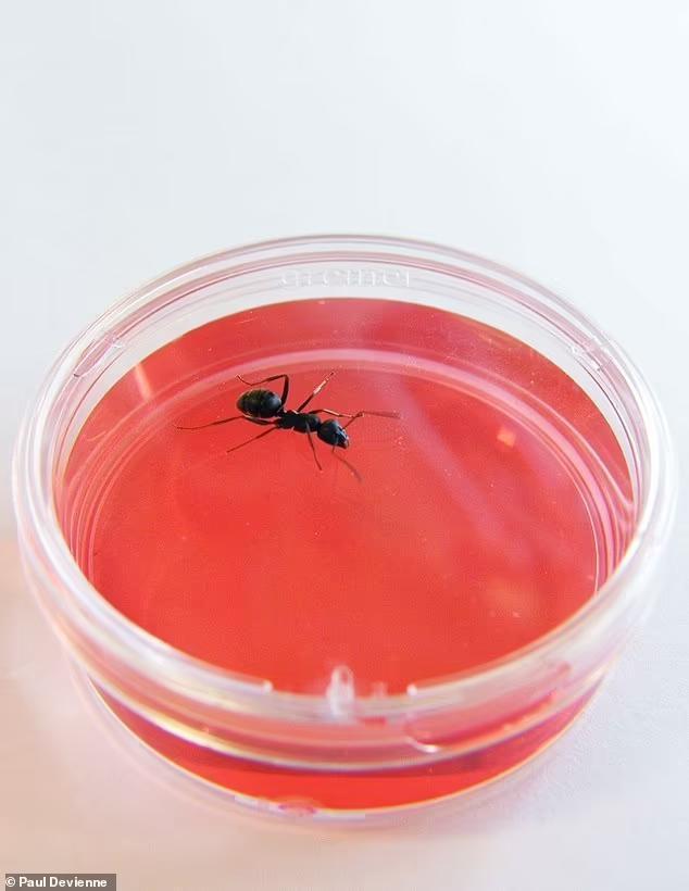 螞蟻能嗅出人類癌癥獨特氣味,專家稱可在醫院作為替代診斷方法(圖1) 螞蟻能嗅出人類癌癥獨特氣味,專家稱可在醫院作為替代診斷方法(圖1)